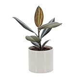KENTIS - Ficus Elastica Abidjan - Vraies Plantes d'Intérieur - Plante Purificatrice d'Air - H 30-40 cm Pot de Ø ...