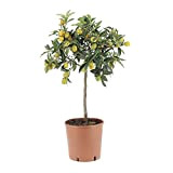 KENTIS - Fortunella Margarita - Plante de Kumquat - Plantes Vertes d'Extérieur - Arbres Fruitiers - H 70-80 cm Pot ...