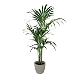 KENTIS - Howea Forsteriana Kentia - Palmier - Vraies Plantes d'Intérieur - H 100-120 cm Pot de Ø 20 cm