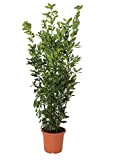 KENTIS - Laurus Nobilis Plante de Laurier - Vraies Plantes d'Extérieur - H 125-150 cm Pot de Ø 24 cm