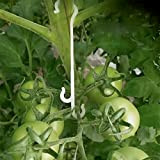 KINGLAKE Lot de 100 crochets en J pour tomates et légumes - 13 cm - Pour éviter la chute des fruits