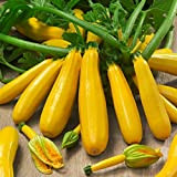 Kisshes Seedhouse - 10pcs rare jaune Courgette Bio Graine legumes graines, poussent vigoureusement, résistante aux maladies, savoureuse jardin potageres bio ...