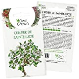 Kit graines de Bonsaï Cerisier de Sainte-Lucie: Graines de première qualité pour mini jardin ou potager zen - 5 graines ...