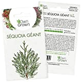 Kit graines de Bonsaï Séquoia Géant: Graines de séquoia de première qualité pour mini jardin ou potager zen - 5 ...