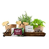 Kit Vintage d’Herbes Aromatiques Potager d'Intérieur (Thym Basilic Persil Coriandre) - Graines Biologiques produites en Espagne - Kit Prêt à ...