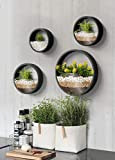 KnikGlass Murale Planteur Ensemble de 4 pièces Vase à Fleurs jardinières murales en métal Ronds Pot de planters Pot de ...