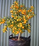 Kumquat Petits fruits Gardant Arbre 100 graines intérieur/extérieur