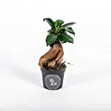 La Green Touch Mini Ficus Ginseng Microcarpa Plante, 06 Centimètres Diamètre Vert 3701297801529