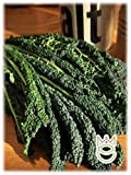 Laciniato Chou noir toscan 5g Brassica oleracea acephala Graines Graines Légumes Potager