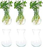 LAMEIDA 6PCS Vase en Verre Transparent pour Jacinthe Pot de Fleur de Plante Aquatique Hydroponique