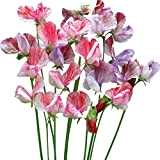 Lathyrus Odoratus Graines de fleurs de pois de senteur 10+ Légumes de pois bio Belle Plante Mix Couleur Fleur pour ...