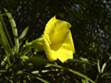 lauriers roses, jaune arbre arbuste à feuilles persistantes, TROPICAL fleur SCENTED, 5 graines