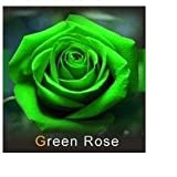 les colis noirs lcn 20 graines de Rose rosiers Couleur Vert