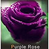 les colis noirs lcn 20 graines de Rose rosiers Couleur Violet