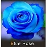 les colis noirs lcn Lot de 20 Graine Rose Rosier Bleu