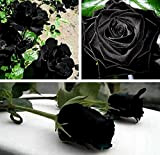 les colis noirs lcn Lot de 20 Graine Rose Rosier Noir