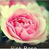 les colis noirs lcn Lot de 20 Graine Rose Rosier Rose