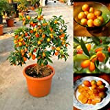 Les meilleures ventes de! 30pcs / sac Balcon Patio en pot Arbres fruitiers Graines Plantées Kumquat Graines orange Tangerine Citrus ...