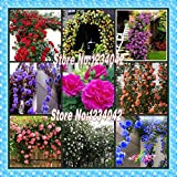 Les plantes grimpantes, graines de fleurs chinoises, rosiers grimpants Graines 1 Lot 200 Piece, 9 pièces Variété des plantes à ...