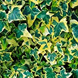 Lierre Hedera Goldchild Arbuste à feuilles persistantes grimpant Jardin d'été | 15-30 cm (pot inclus)