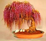 Livraison gratuite, 10seeds / sac rares Graines de plantes d'or Mini Wisteria arbres poussent facilement à l'intérieur Maison Bonsai ornemental