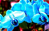 livraison gratuite de qualité des semences gaules phalaenopsis plante fleur bonsaï phalaenopsis orchidée -88 pcs
