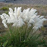 LNuyoah 200 Pièces graines d'herbe de la pampa herbe ornementale à plumes blanches rares plantées dans une ferme en plein ...