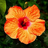 LNuyoah 200Pièces graines d'hibiscus belles fleurs oranges généreuses sont uniques dans le jardin facile à survivre et à germer adapté ...