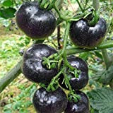 LNuyoah 300 Pièces Graines De Tomate Tomates Noires Rares Plantées Dans Un Potager Extérieur Facile Survivre Variété De Niveau D'entrée ...