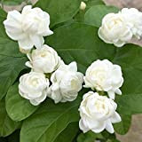 LNuyoah 30Pièces graines de jasmin élégantes plantées dans la cour du balcon belle décoration de jardin a une valeur ornementale ...