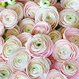 LNuyoah 6Pièces Bulbes de renoncule planté élégante belle rose renoncule décoration mariage exquis bouquet de mariée l'une des fleurs les ...