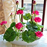 Lot de 10 bols de graines de lotus pour bonsaï, maison, jardin, plantes hydroponiques, décoration de fleurs, rouge rosé, pour ...