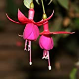 Lot de 10 graines d'enkianthus chinoises Abutilon Striatum ornementale Fleur de jardin Rouge Enkianthus chinois pour femmes, hommes, enfants, débutants, ...