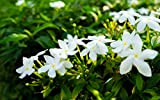 Lot de 10 graines de jasmin (gardénia jasminodes) - Arbuste exotique parfumé - Pollinate ouverte rare, belle fleur de bonsaï.