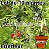 Lot de 10 Plantes Pot Ø6cm pour Mur végétal intérieur