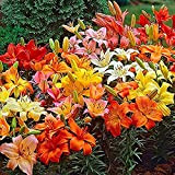 Lot de 100 bulbes de fleurs de lys faciles à cultiver pour plantes de bureau Décoration colorée Salon Jardin Plantes ...