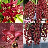 Lot de 100 graines d'orchidée cymbidium grimpante pour maison, fenêtre, jardin, décoration pour femmes, hommes, enfants, débutants, jardiniers