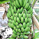 Lot de 100 graines de bananier à haut rendement pour plantes vivaces de balcon ou bonsaï