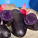 Lot de 100 graines de pommes de terre pour plantation - Noir - Violet - Pour jardin - Végétales délicieuses ...