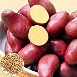 Lot de 100 graines de pommes de terre rouges nutritives pour jardin, légumes, plantes de ferme, plantes de pommes de ...