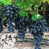 Lot de 100 graines de raisin à doigts noirs pour plantes fruitières de jardin, bonsaï, décoration de toit – Graines ...