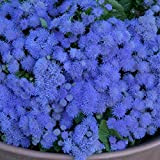 lot de 1000 graines Ageratum plante vivace couvre sol ageratum bleu