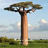 Lot de 2 véritables graines de Baobab Adansonia Digitata - Graines de plantes géantes pour jardin ou maison
