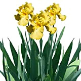Lot de 200 graines d'Iris Germanica, faciles à planter, parfum intense, pour jardin, cour, 4 graines d'Iris Germanica pour femmes, ...