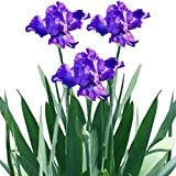 Lot de 200 graines d'Iris Germanica, faciles à planter, parfum intense, pour jardin, cour, 2 graines d'Iris Germanica pour femmes, ...