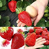 Lot de 300 graines de fraises géantes pour jardin, cour, ferme, balcon, bonsaï, décoration, pour femmes, hommes, enfants, débutants, jardiniers