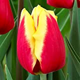 Lot de 5 Bulbes Tulipes triomphe Bulbes fleurs Tulipe en bulbe Jan Seignette