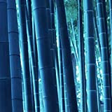 Lot de 50 graines de bambou bleues rares pour le jardinage, belle maison, jardin, plantes aromatiques