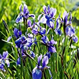 Lot de 50 graines de fleurs d'iris de printemps bleu vivace