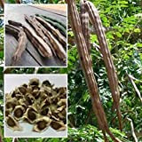 Lot de 50 graines de moringa Oleifera saines pour la santé de la peau, pour femmes, hommes, enfants, débutants, jardiniers